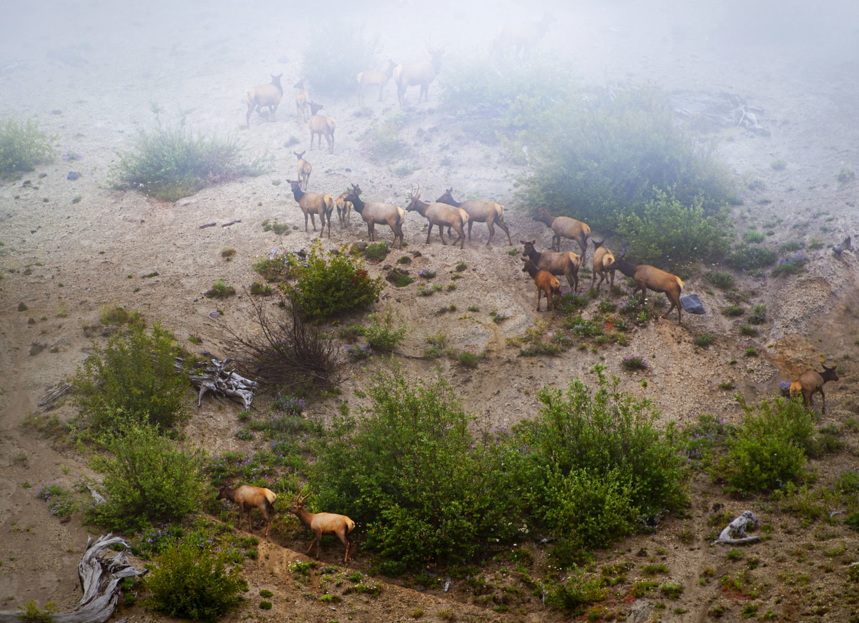 Ascent into the fog